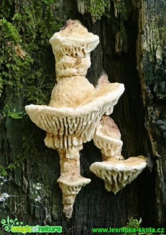 Síťkovec dubový - Daedalea quercina - Foto G. Ritschel