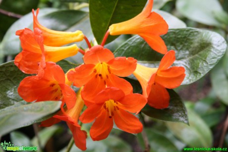 Rhododendron - Botanická zahrada Teplice - Foto David Hlinka