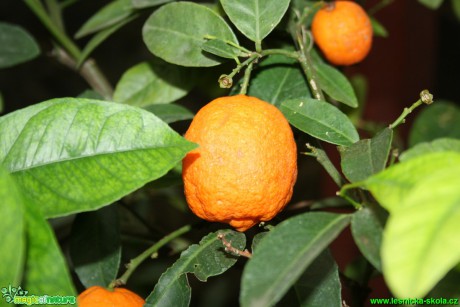 Citrusové plody - Botanická zahrada Teplice - Foto David Hlinka (1)