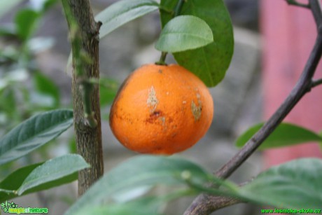 Citrusové plody - Botanická zahrada Teplice - Foto David Hlinka (2)