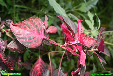 Iresina Herbstova, oplsteň - Iresine Herbstii - Botanická zahrada  Teplice - Foto David Hlinka