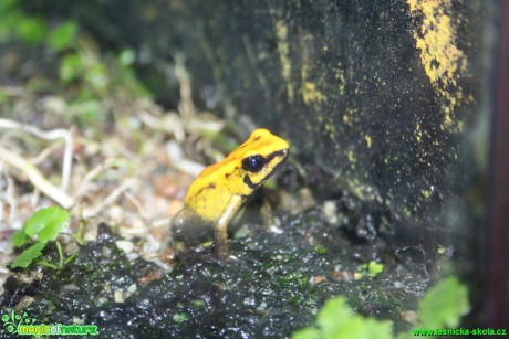 Pralesnička (šípová žába) - Botanická zahrada Teplice - Foto David Hlinka  (4)