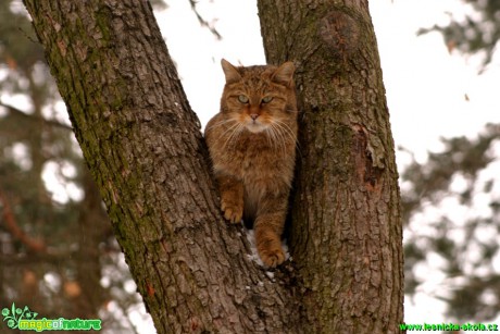 Kočka divoká - Felis silvestris - Foto Gerd Ritschel (9)