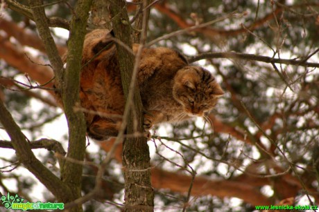 Kočka divoká - Felis silvestris - Foto Gerd Ritschel