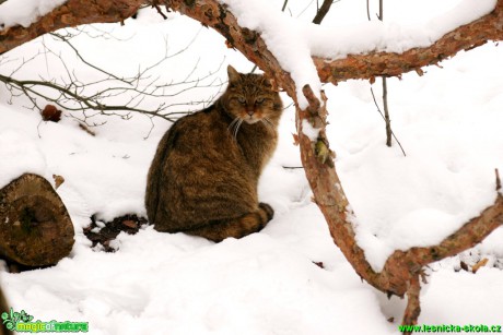 Kočka divoká - Felis silvestris - Foto Gerd Ritschel (2)