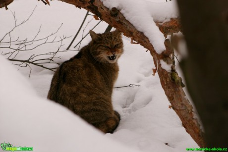 Kočka divoká - Felis silvestris - Foto Gerd Ritschel (3)