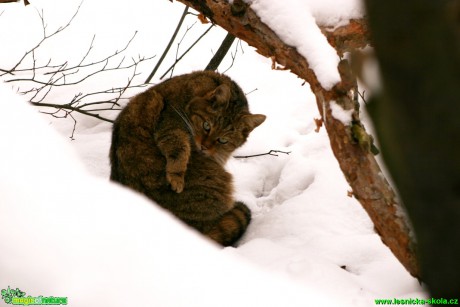 Kočka divoká - Felis silvestris - Foto Gerd Ritschel (4)