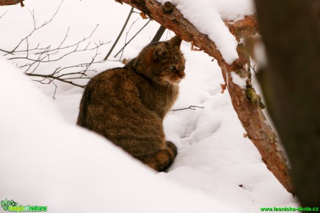 Kočka divoká - Felis silvestris - Foto Gerd Ritschel (5)