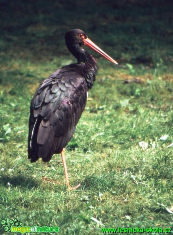 Čáp černý - Ciconia nigra - Foto G. Ritschel