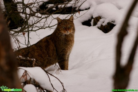 Kočka divoká - Felis silvestris - Foto Gerd Ritschel (6)