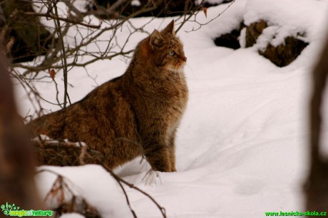 Kočka divoká - Felis silvestris - Foto Gerd Ritschel (8)