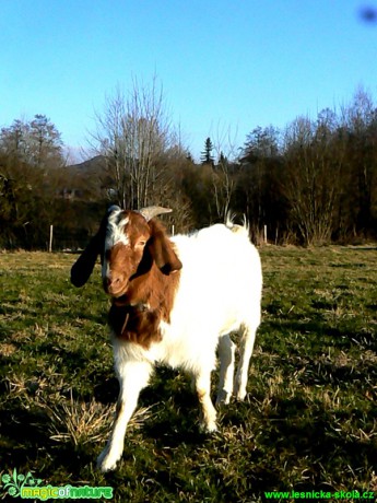 Burská koza - Foto Eliška Devátá (12)