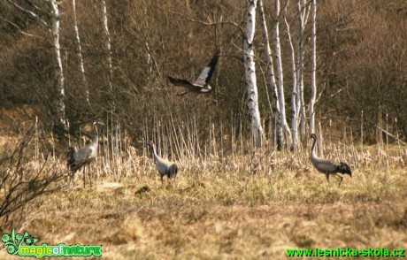 Jeřáb popelavý - Grus grus (1) - Foto G. Ritschel