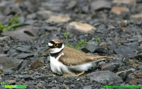 Kulík říční - Charadrius dubius - Foto G. Ritschel