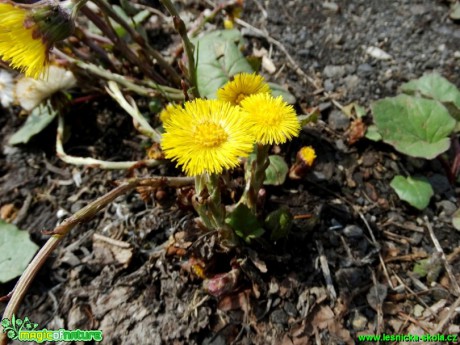 Podběl lékařský - Tussilago farfara - Foto Karel Kříž