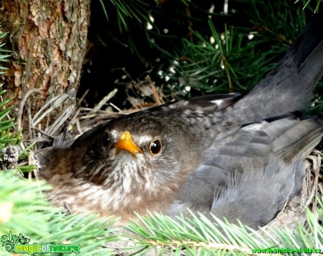 Kos černý (kosice) - Turdus merula Foto - Karel Kříž