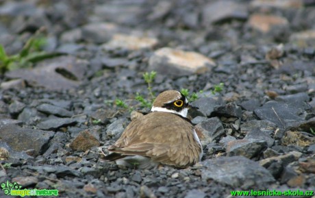 Kulík říční - Charadrius dubius (1) - Foto G. Ritschel