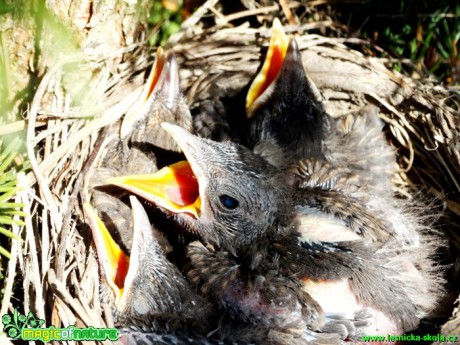 Kos černý (mláďata) - Turdus merula - Foto Karel Kříž (2)