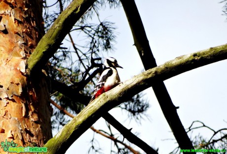 Strakapoud velký - Dendrocopos major - Foto  Karel Kříž