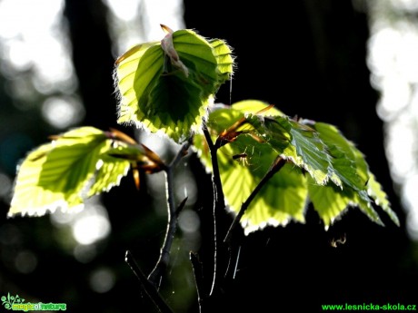 Buk lesní - Fagus sylvatica - Foto Karel Kříž