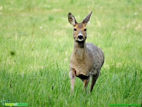 Srna - Capreolus capreolus - Foto  Karel Kříž (3)