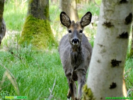 Srnec obecný - Capreolus capreolus - Foto Karel Kříž