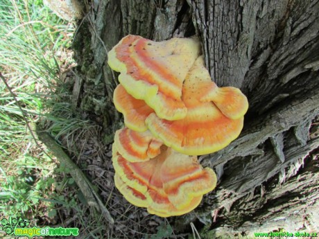 Sírovec žlutooranžový - Laetiporus sulphureus - Foto Rasťo Salčík (2)