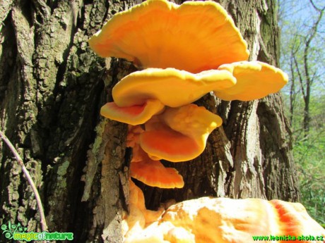 Sírovec žlutooranžový - Laetiporus sulphureus - Foto Rasťo Salčík (3)