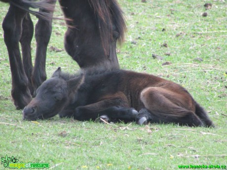 Hříbě poníka - Foto Rasťo Salčík (3)