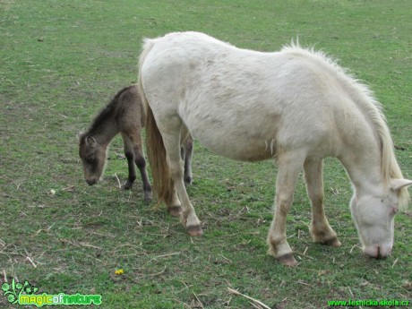 Na pastvě - Foto Rasťo Salčík