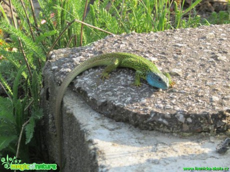 Ještěrka zelená - Lacerta viridis - Foto Rasťo Salčík (2)