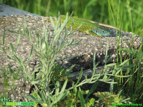 Ještěrka zelená - Lacerta viridis - Foto Rasťo Salčík (3)