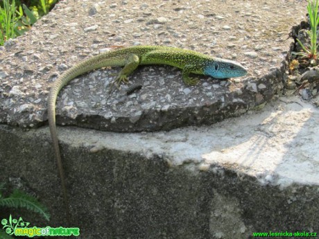 Ještěrka zelená - Lacerta viridis - Foto Rasťo Salčík (6)