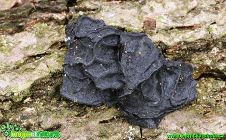 Černorosol uťatý - Exidia truncata - Foto G. Ritschel