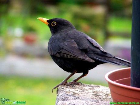 Kos černý - Turdus merula - Foto Andrea Horová (2)