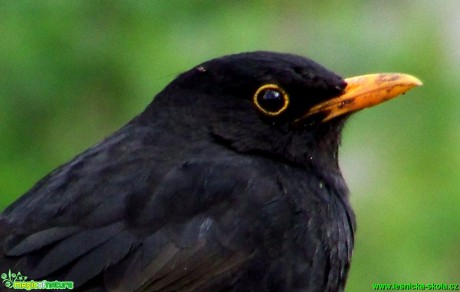 Kos černý - Turdus merula - Foto Andrea Horová (1)