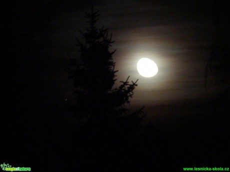 Měsíc a smrk - Foto David Hlinka (1)