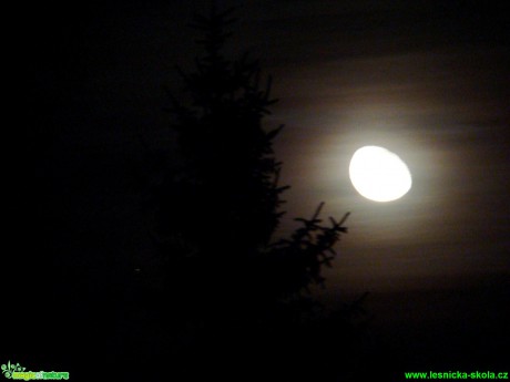 Měsíc a smrk - Foto David Hlinka