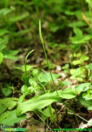 Hadilka obecná - Ophioglossum vulgatum - Foto G. Ritschel
