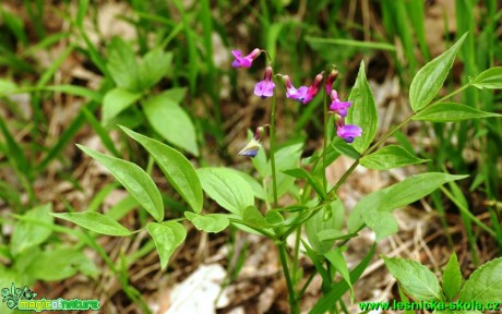 Hrachor jarní - Lathyrus vernus - Foto G. Ritschel