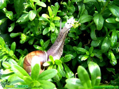 Hlemýžď zahradní - Helix pomatia - Foto Andrea Horová (1)