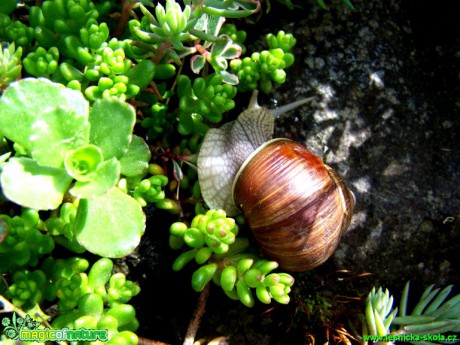 Hlemýžď zahradní - Helix pomatia - Foto Andrea Horová (2)