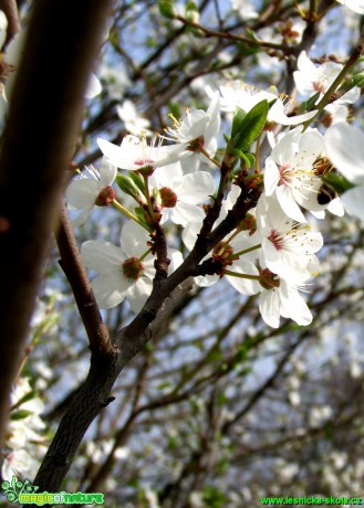 Slivoň trnka - Prunus spinosa - Foto Andrea Horová (1)