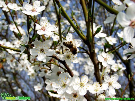 Slivoň trnka - Prunus spinosa - Foto Andrea Horová (2)