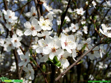 Slivoň trnka - Prunus spinosa - Foto Andrea Horová (3)