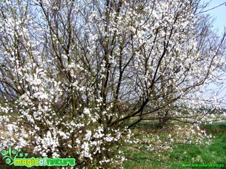 Slivoň trnka - Prunus spinosa - Foto Andrea Horová
