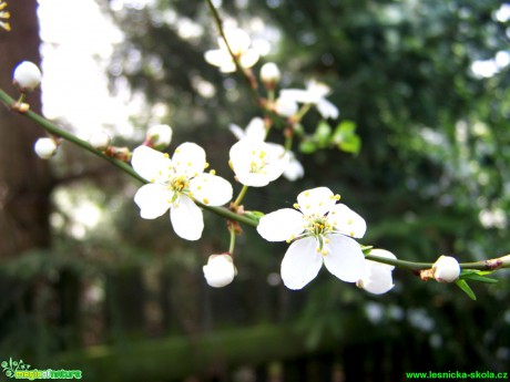 Třešeň - Prunus - Foto Andrea Horová (1)