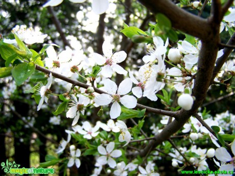 Třešeň - Prunus - Foto Andrea Horová (2)