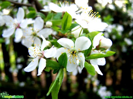 Třešeň - Prunus - Foto Andrea Horová (3)