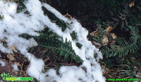 Kapradina laločnatá - Polystichum aculeatum (1) - Foto G. Ritschel